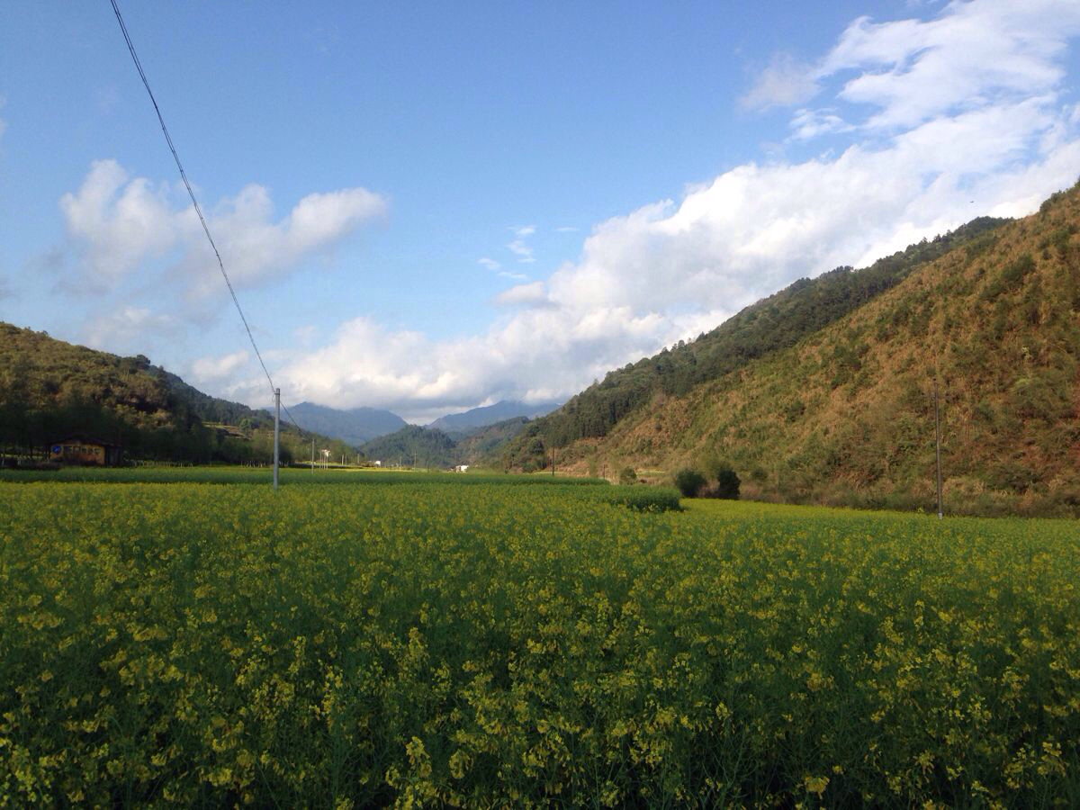 中国最美乡村,梦里老家--婺源:赏田园美景,游明清古