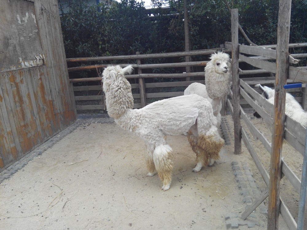 鄭州動物園,鄭州鄭州動物園攻略/地址/圖片/門票【攜程攻略】