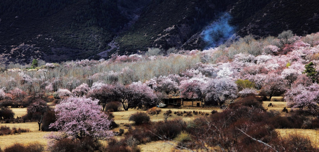 2011最美醉美——我為桃花狂 寂寞中道行 之 林芝,直白 桃花源裡有