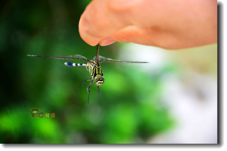【乳源】大坪头村捉蜻蜓