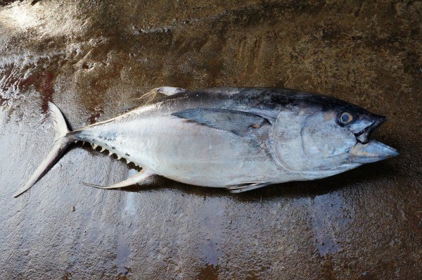 斯里兰卡,最美的风景,都在路上(吃住行路线及注意事项详细分享)