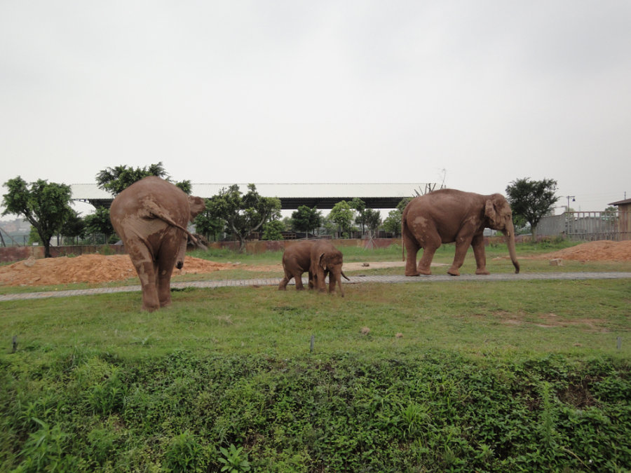 【攜程攻略】東莞香市動物園適合朋友出遊旅遊嗎,香市動物園朋友出遊