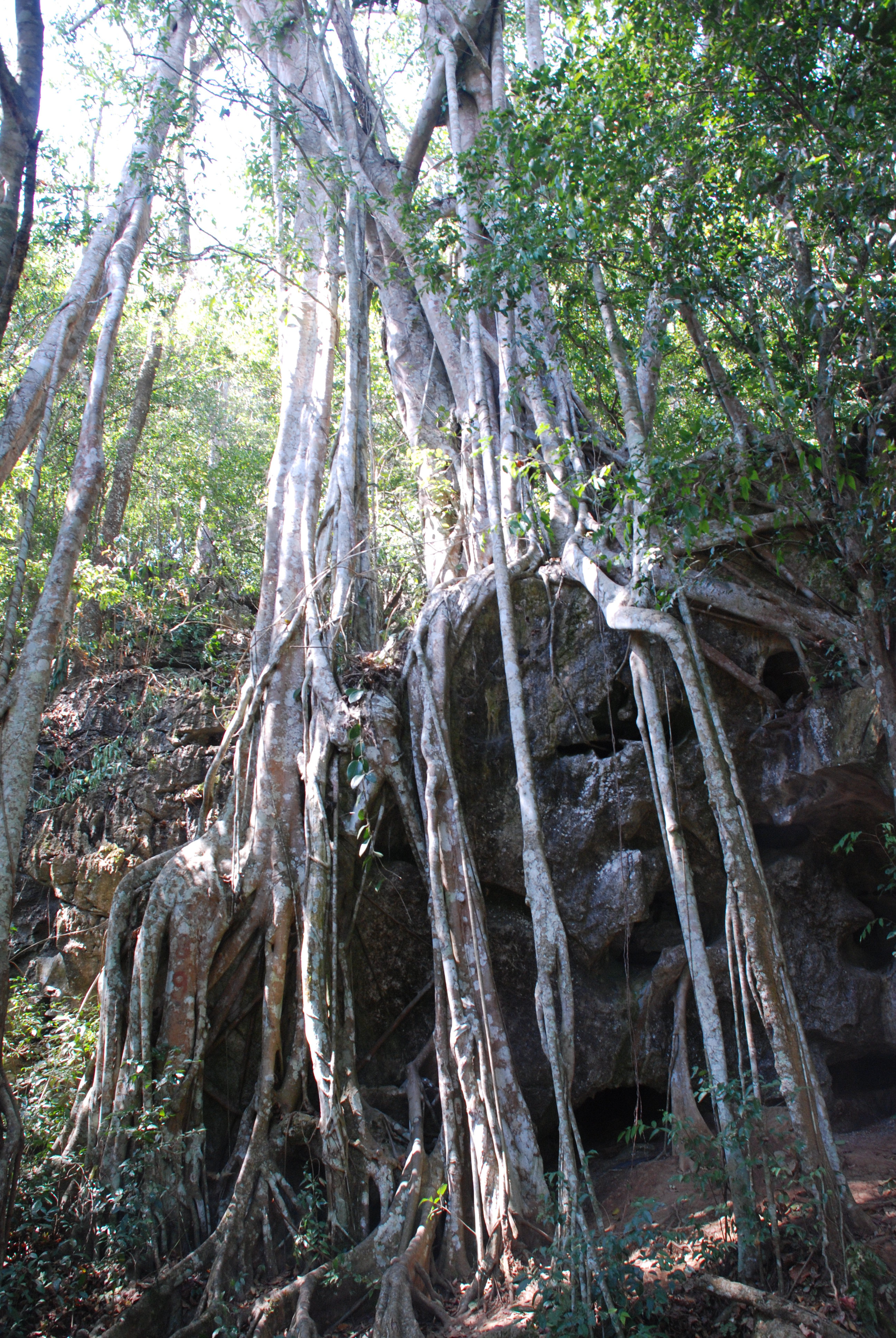 【携程攻略】西双版纳中科院西双版纳热带植物园适合家庭亲子旅游吗,