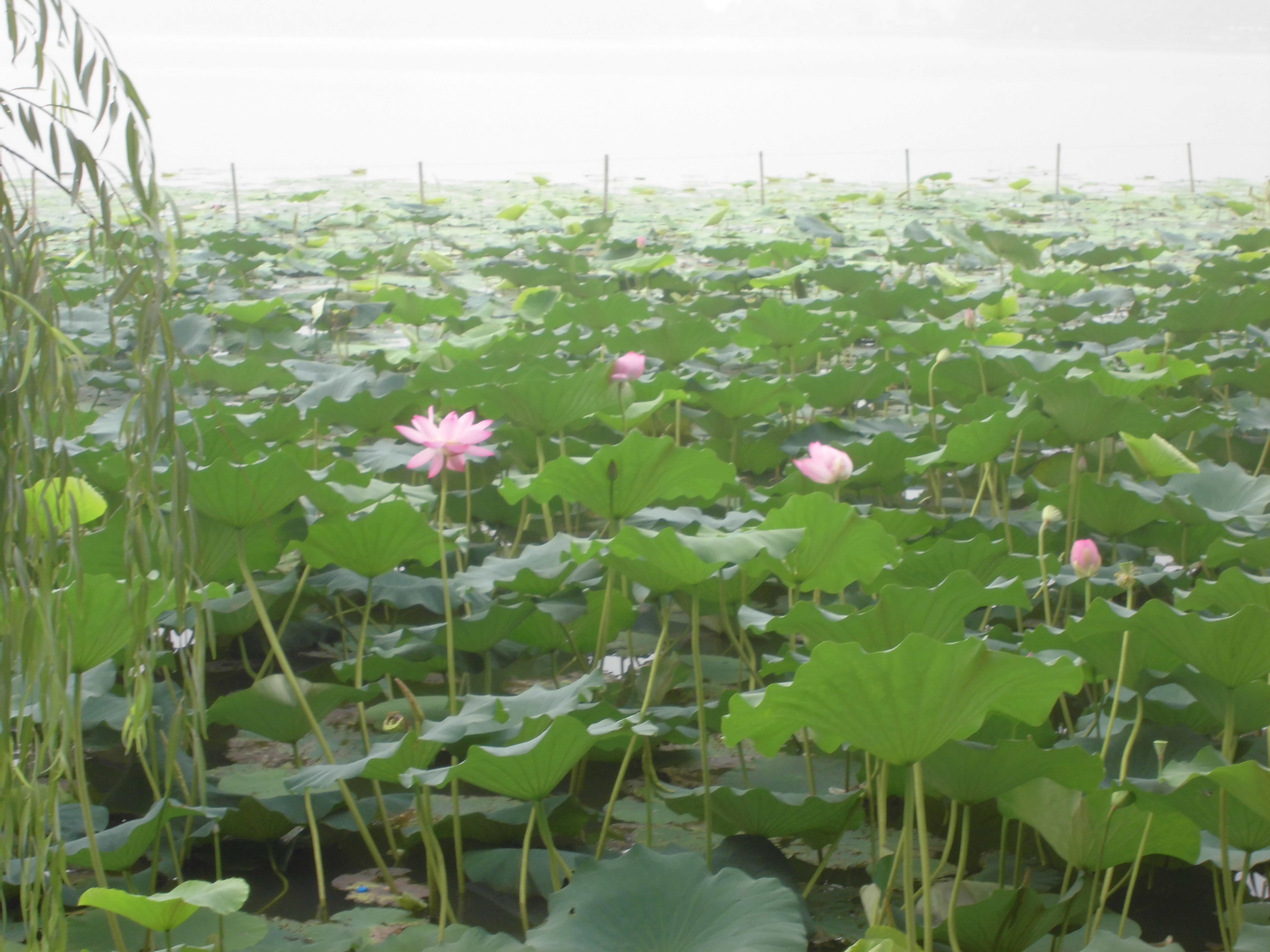 陽澄湖蓮花島