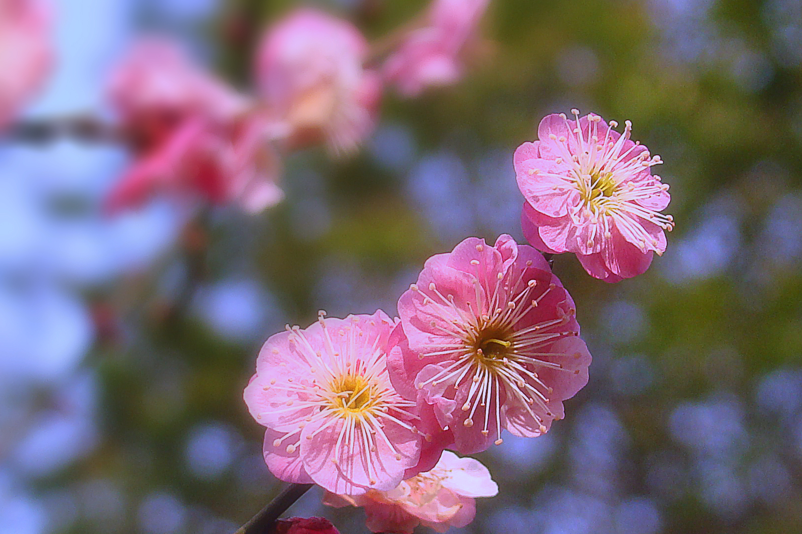 杭州植物园图片春天图片