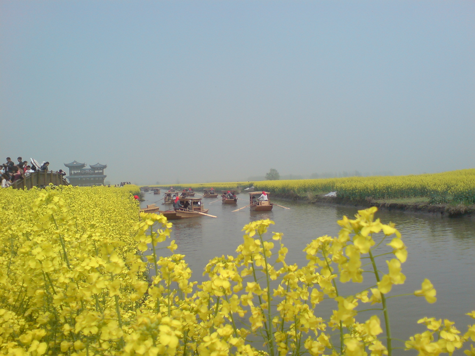 興化水鄉一日遊——千島菜花,水上森林