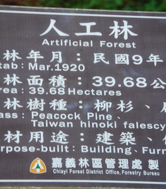 [嘉义市游记图片] 台湾行--阿里山人工林