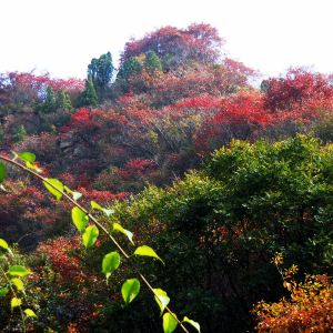 2019紅葉谷_旅遊攻略_門票_地址_遊記點評,濟南旅遊景點推薦 - 去哪兒