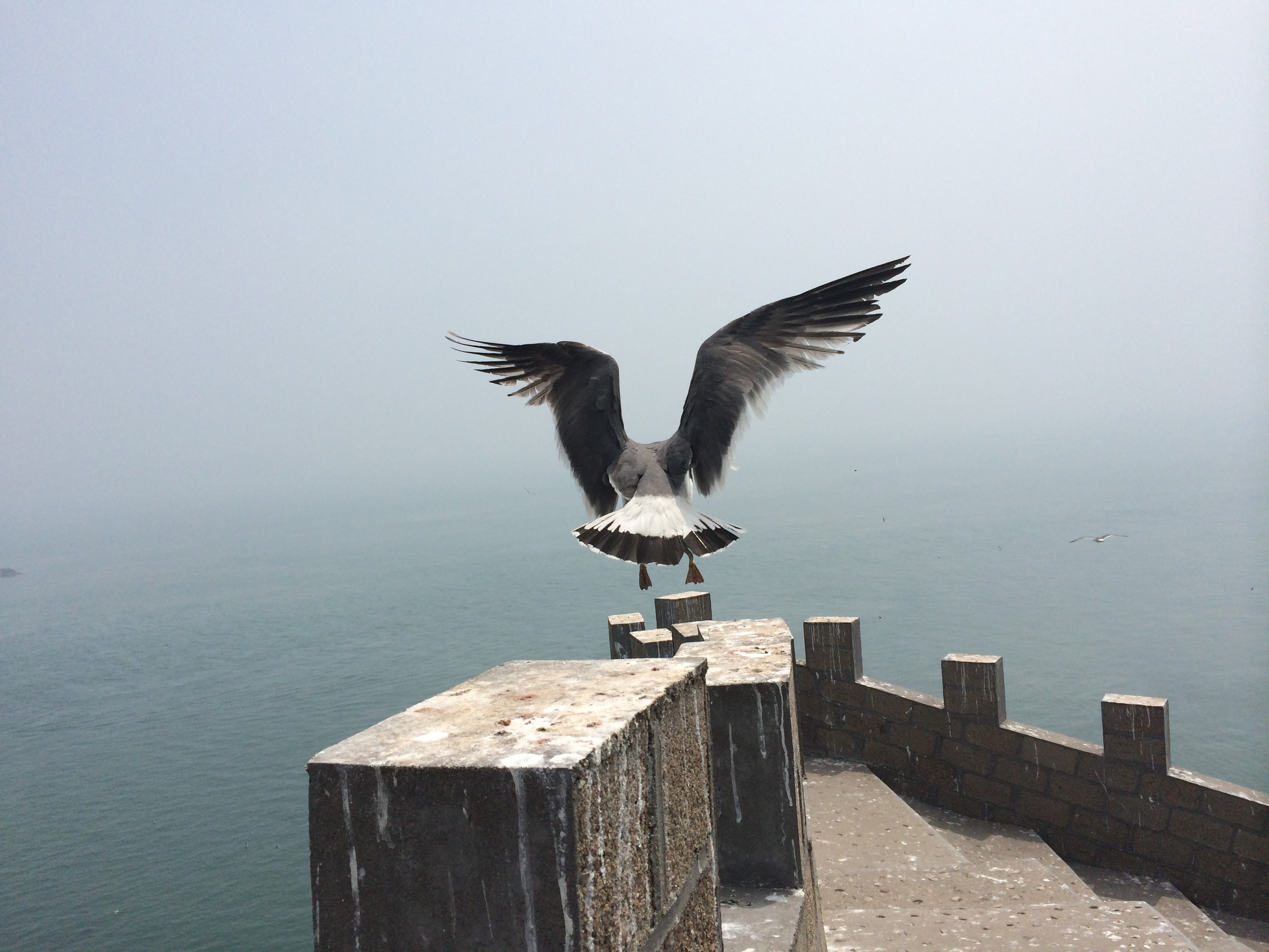 【攜程攻略】榮成海驢島適合情侶出遊旅遊嗎,海驢島情侶出遊景點推薦