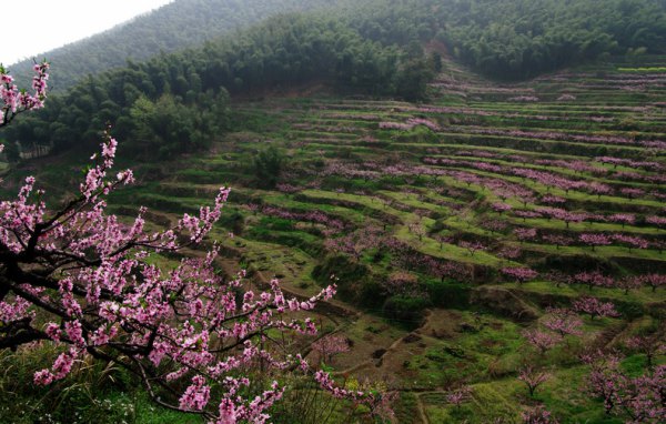 富阳半山村桃花游记