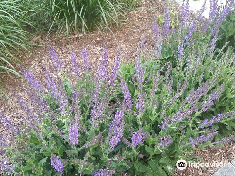 多伦多蝴蝶园攻略-蝴蝶园门票价格多少钱-团购票价预定优惠-景点地址