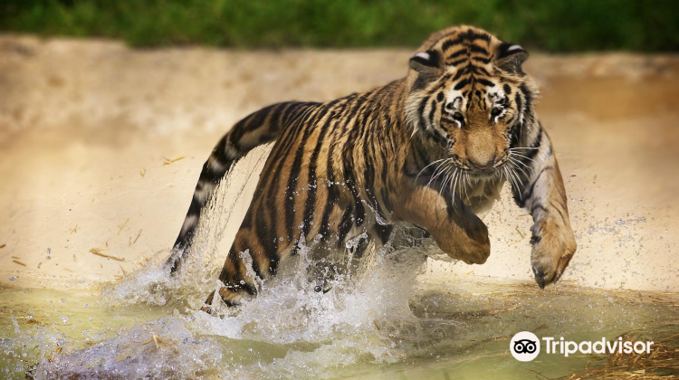 howlettswildanimalpark