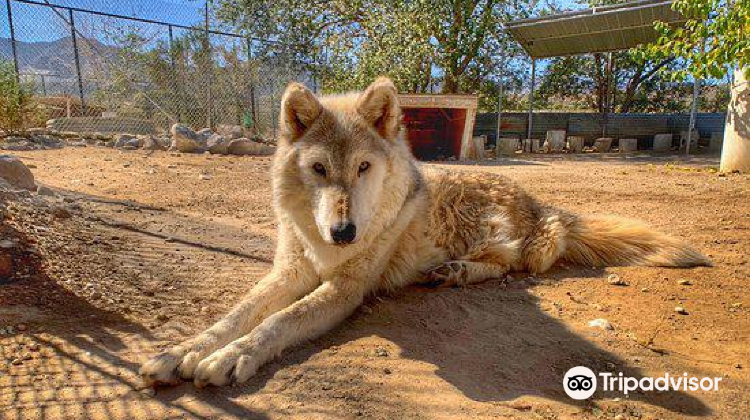 卢塞恩瓦利wolf Mountain Sanctuary游玩攻略 Wolf Mountain Sanctuary门票多少钱 价格表 团购票价预定优惠 景点地址在哪里 图片介绍 参观预约 旅游游览顺序攻略及注意事项 营业时间 携程攻略