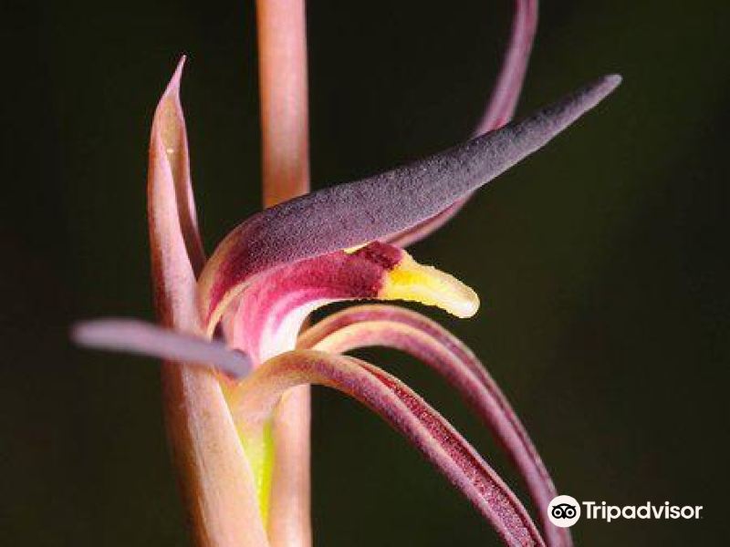 rjchambersfloraandfaunareserve