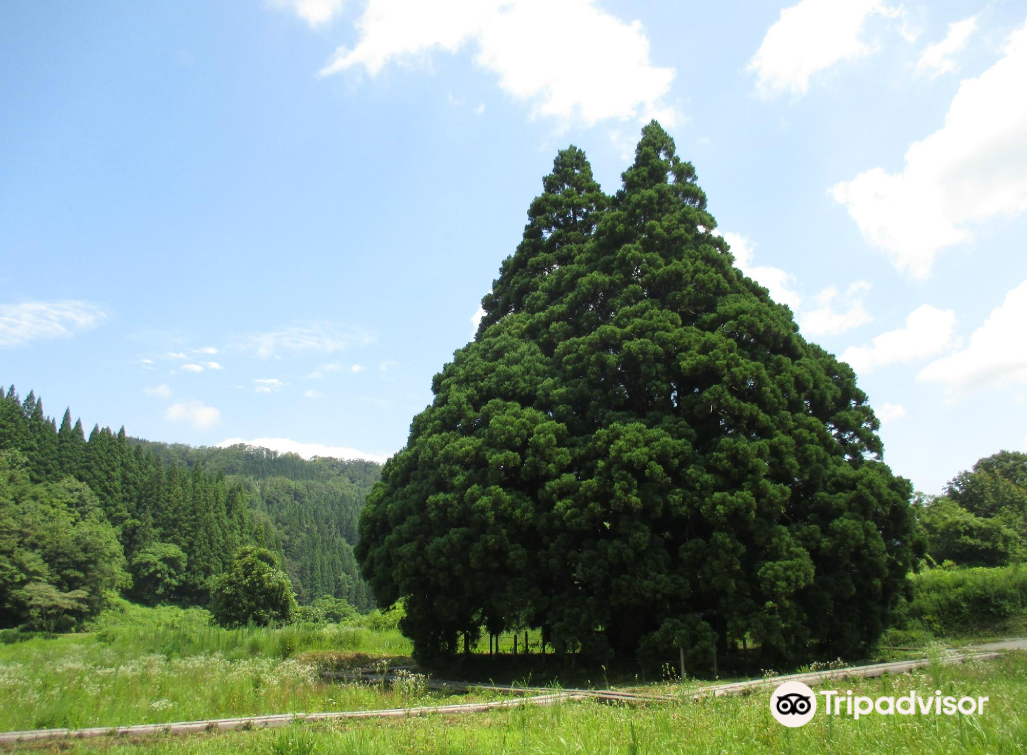 tall cedar tree in kosugi 直线距离6.6km