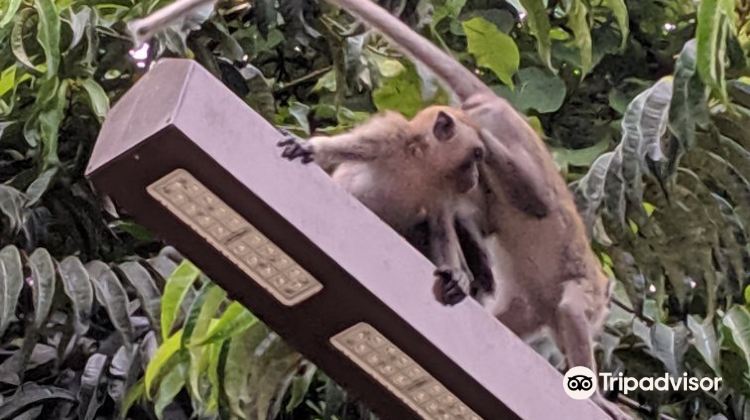 å‰éš†å¡bukit Kiara Federal Parkæ