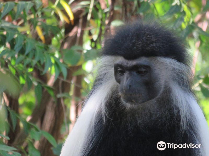 colobus conservation
