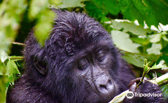 bwindi impenetrable national park