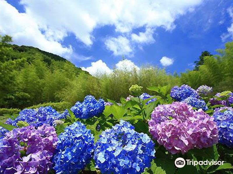 北九州合马竹林公园攻略-合马竹林公园门票价格多少钱-团购票价预定