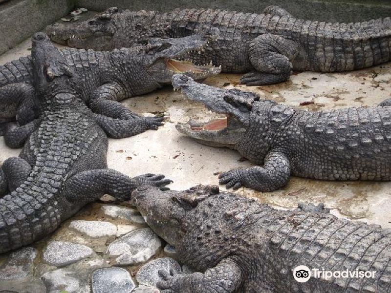 伊豆热川香蕉鳄鱼园攻略-热川香蕉鳄鱼园门票价格多少钱-团购票价预定