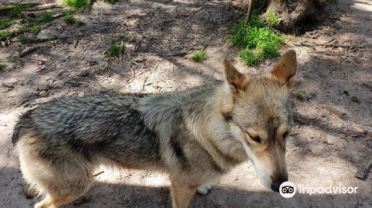 Greater Plettenberg Baygarden Route Wolf Sanctuary攻略 Garden Route Wolf Sanctuary门票价格多少钱 团购票价预定优惠 景点地址图片 携程攻略