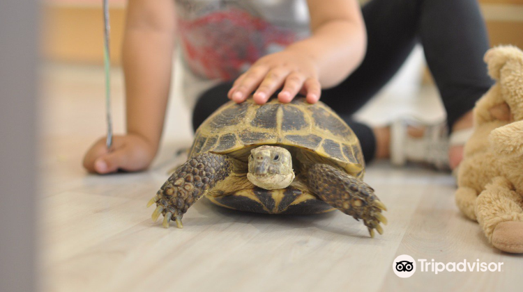  The Ultimate Guide on Where to Buy Pet Turtles: Tips, Locations, and Best Practices