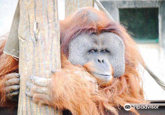 千叶千叶市动物公园游玩攻略 千叶市 动物公园门票多少钱 价格表 团购票价预定优惠 景点地址在哪里 图片介绍 参观预约 旅游游览顺序攻略及注意事项 营业时间 携程攻略