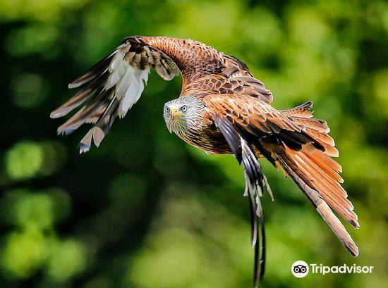 the british bird of prey centre 距景点4.2km