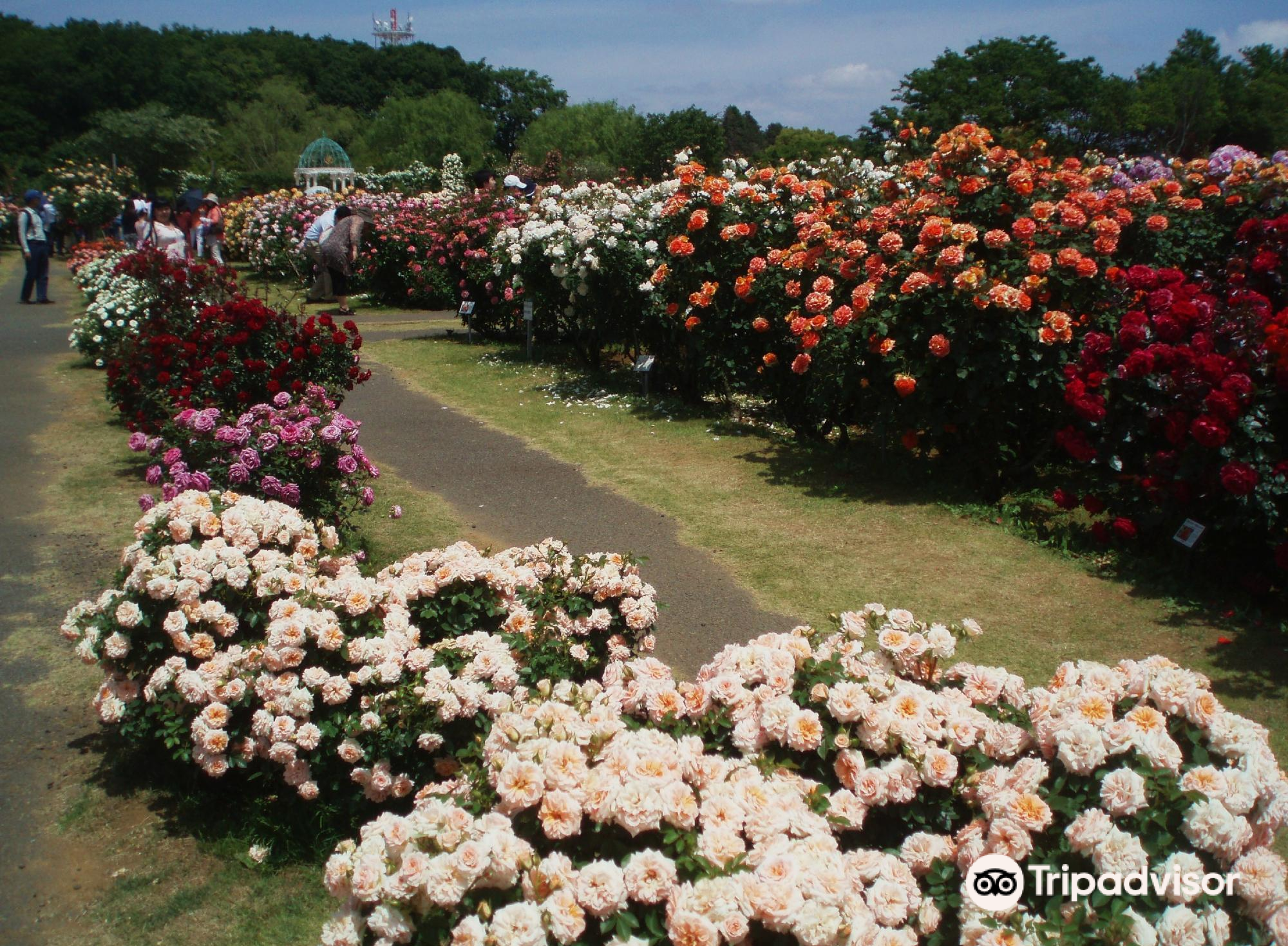 keisei rose garden 公园乐园 植物园 距景点3.3km