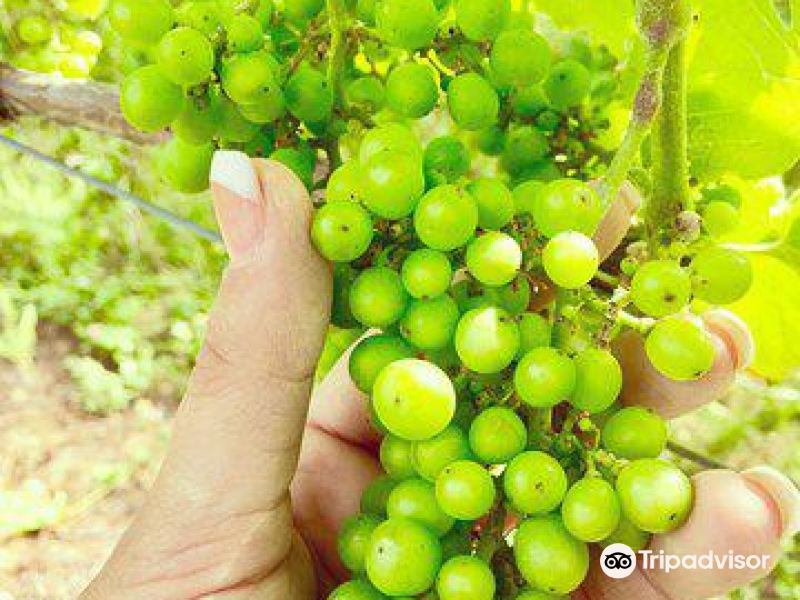 预订 点评 推荐 酒店酒店 切萨皮克比奇渡假村与温泉酒店(chesapeake