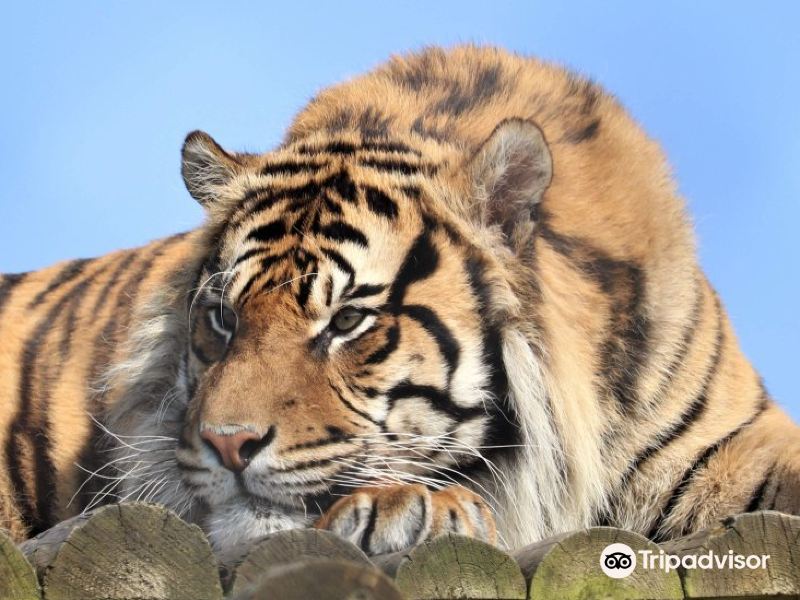 howletts wild animal park